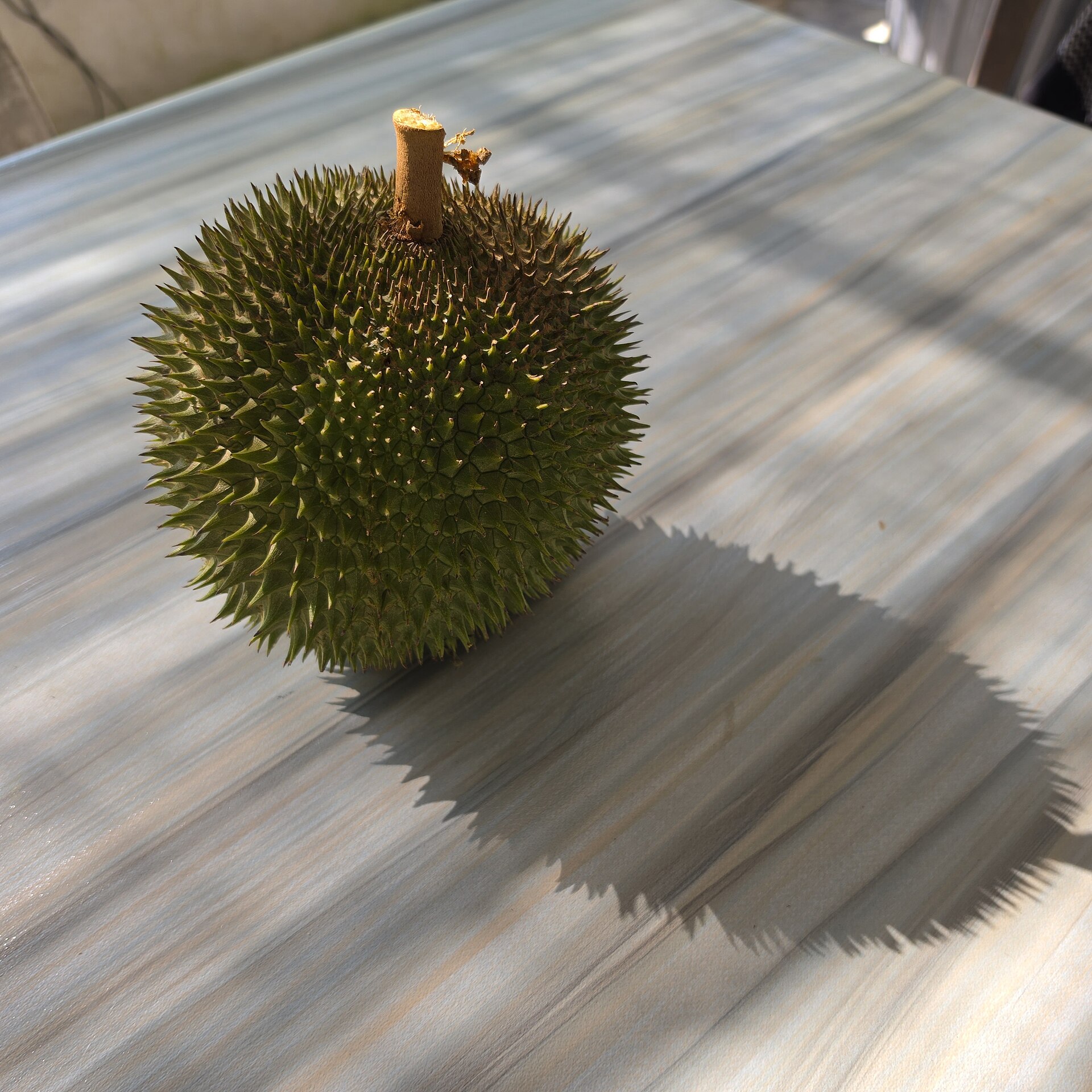 Monthong durian lots for traders and export buyers in Can Tho